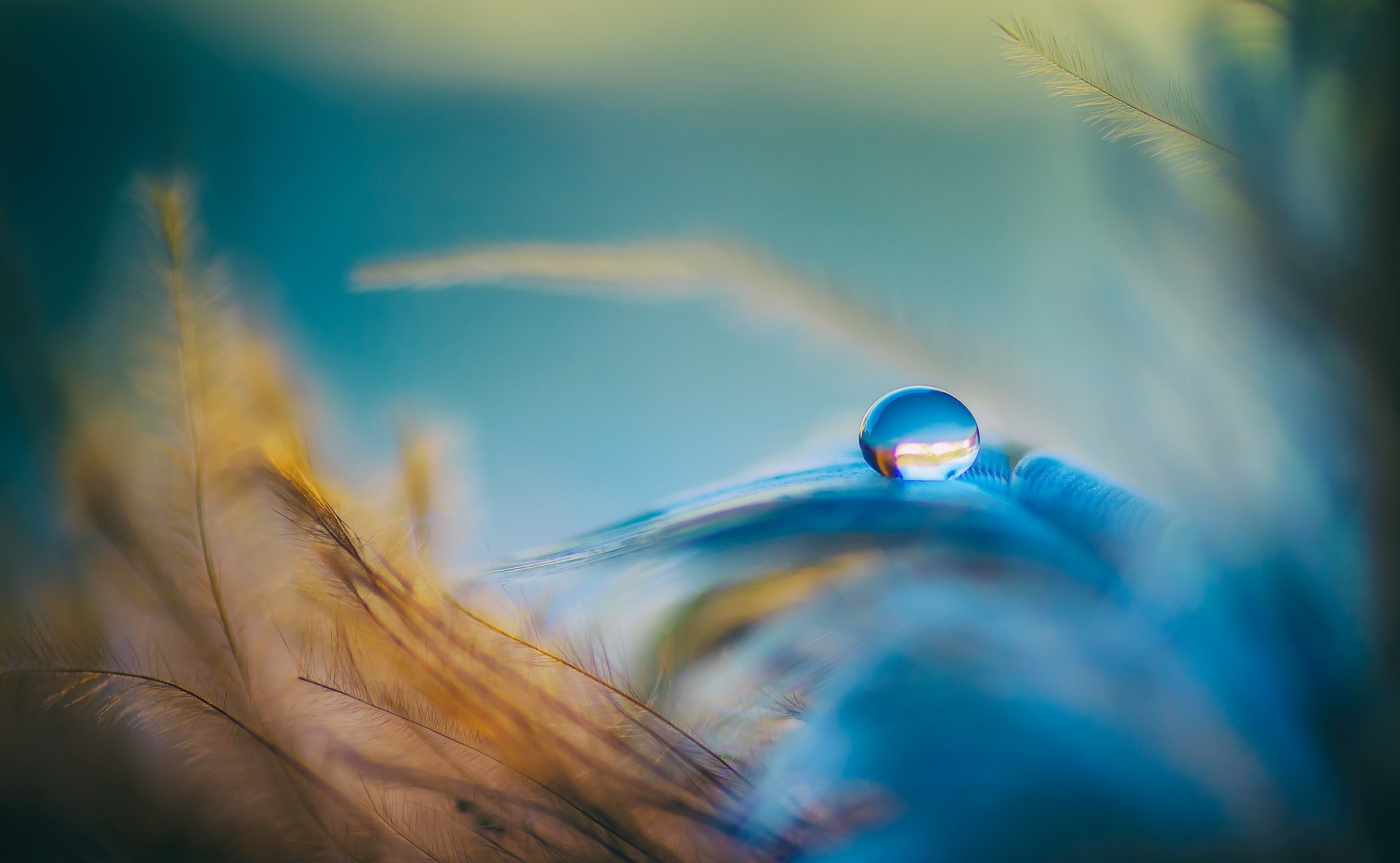 Wassertropfen im Licht auf einer Feder